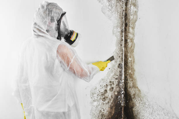 Du Quoin, IL Mold Removal Company