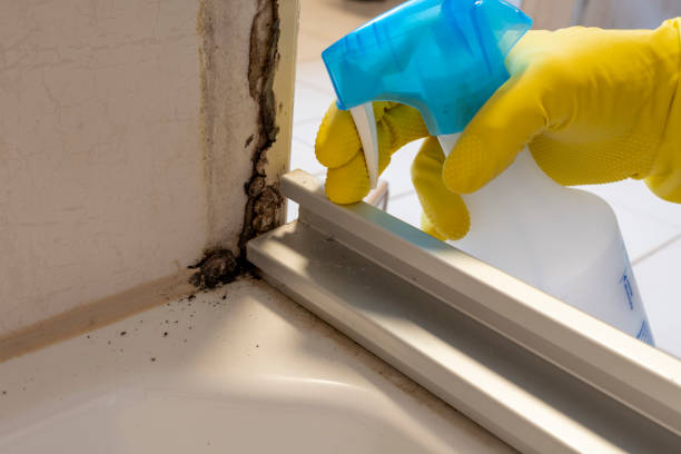 Best Attic Mold Removal  in Du Quoin, IL