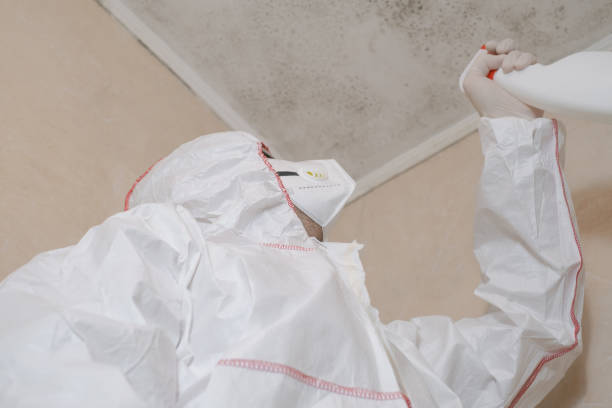 Certified Mold Removal in Du Quoin, IL