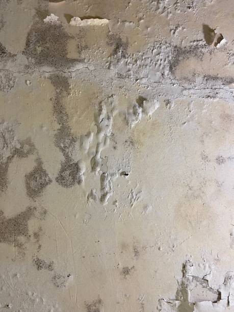 Best Crawl Space Mold Removal  in Du Quoin, IL