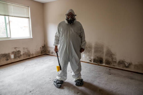 Best Black Mold Removal  in Du Quoin, IL