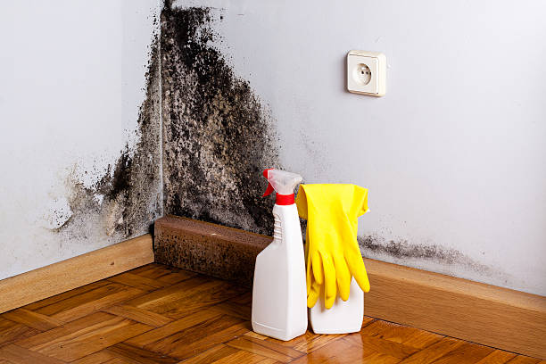 Best Mold Removal Near Me  in Du Quoin, IL