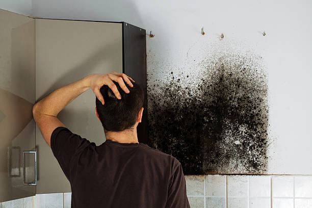 Best Mold Removal Company Near Me  in Du Quoin, IL