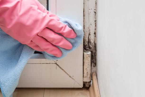 Best Home Mold Removal  in Du Quoin, IL
