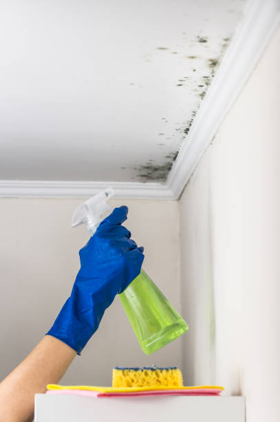 Best Water Damage Restoration  in Du Quoin, IL