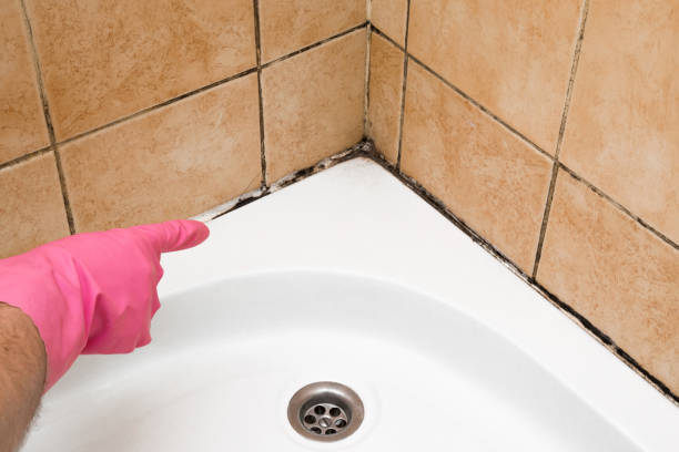 Best Same-Day Mold Removal  in Du Quoin, IL