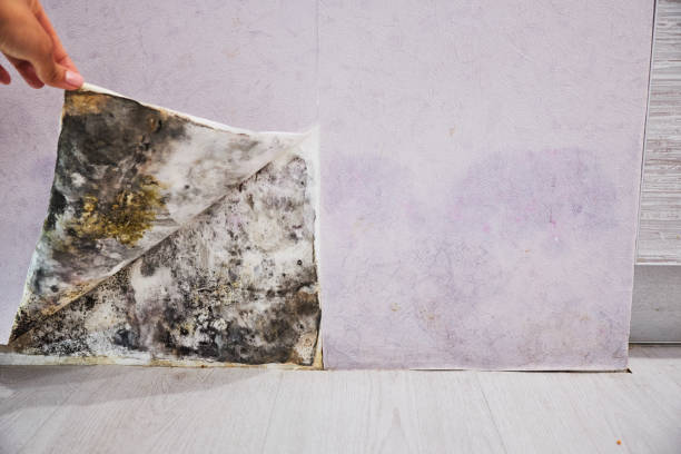 Best Toxic Mold Removal  in Du Quoin, IL